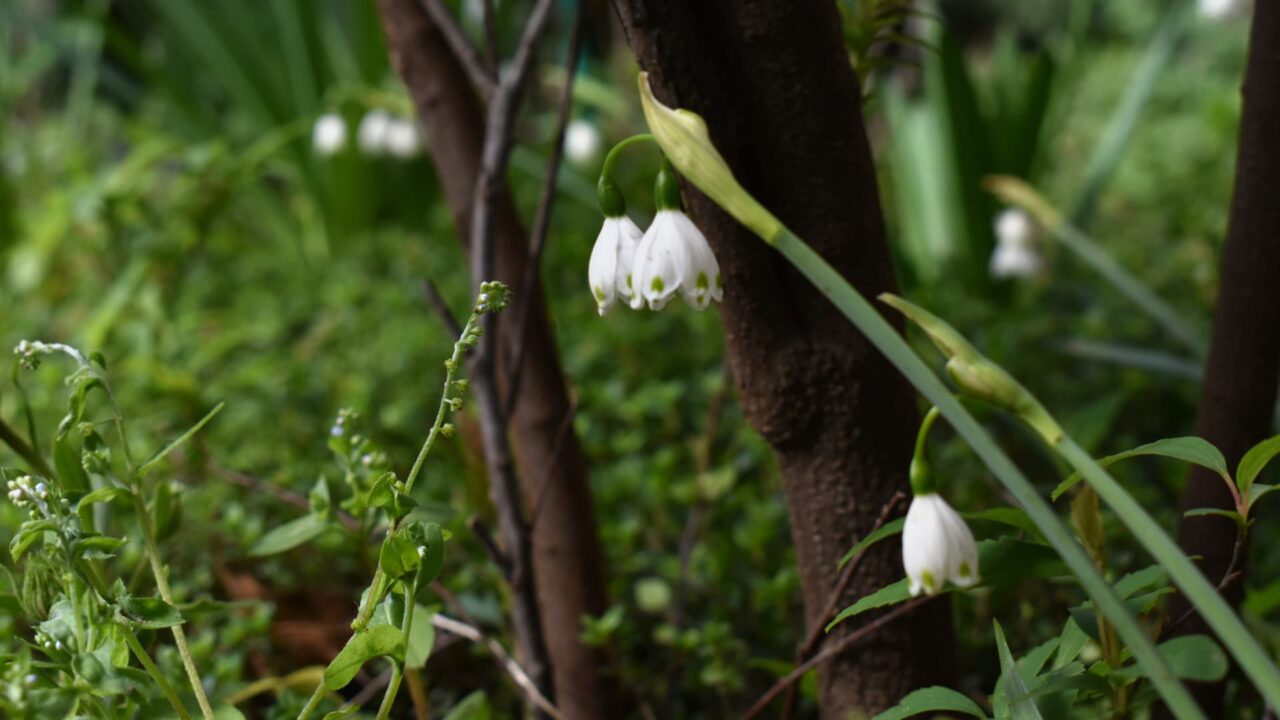 移ろう季節の中で鈴蘭水仙20200403