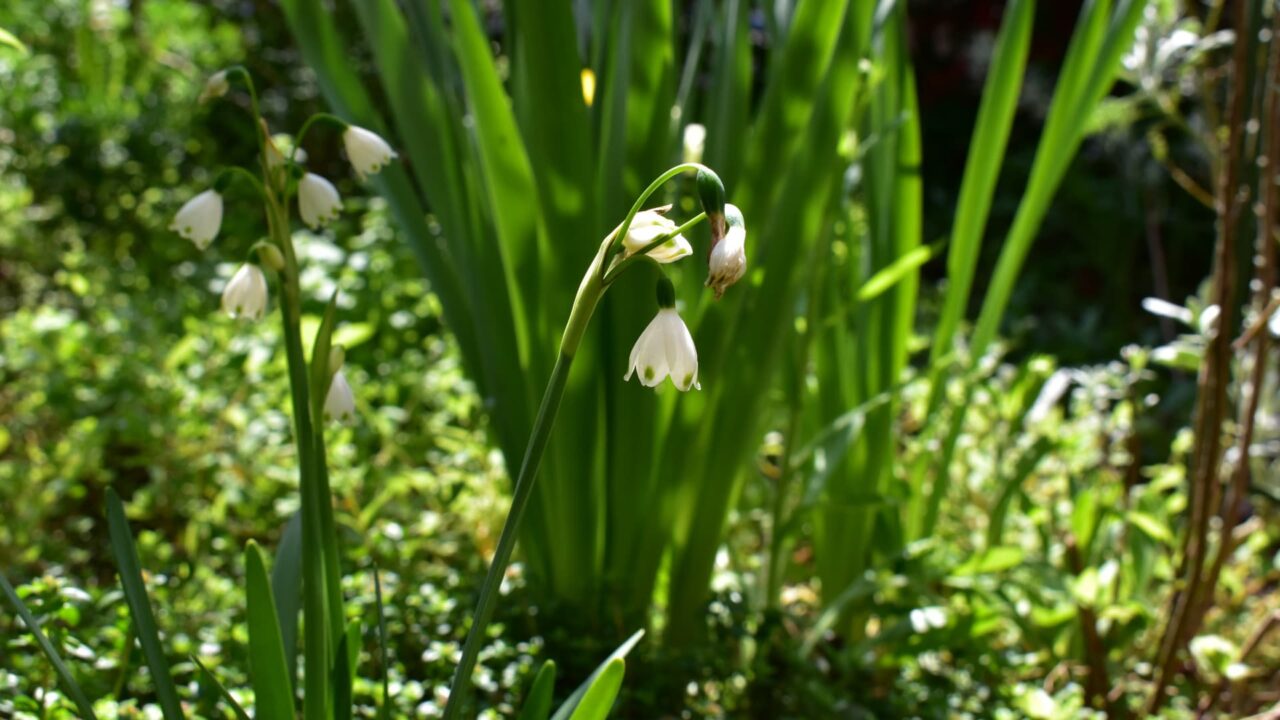 移ろう季節の中で鈴蘭水仙20200404