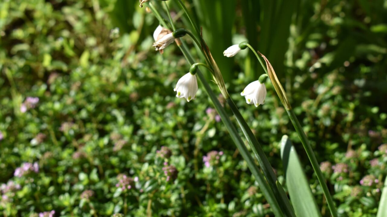 移ろう季節の中で鈴蘭水仙20200411