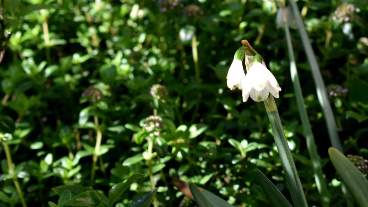 移ろう季節の中で鈴蘭水仙20200412