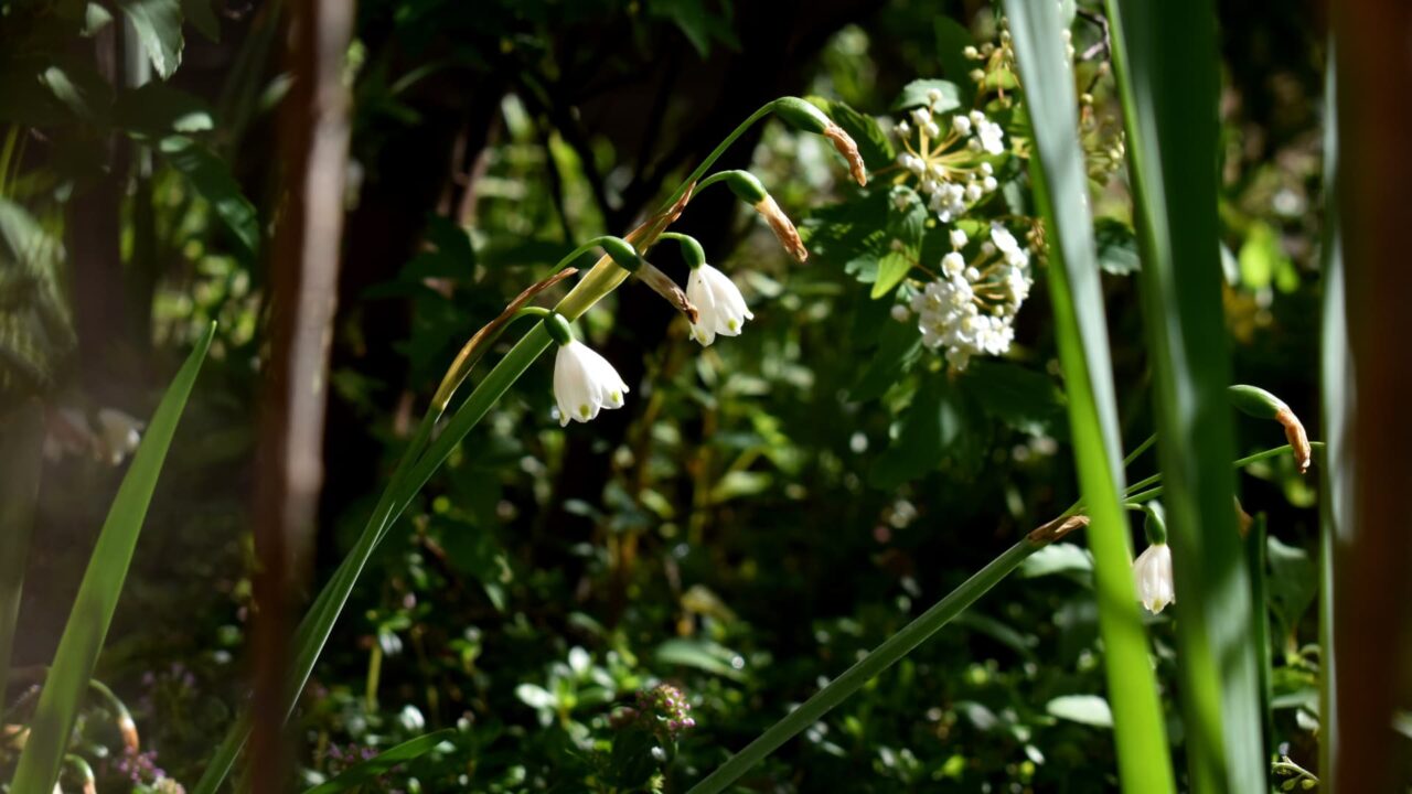 移ろう季節の中で鈴蘭水仙20200414