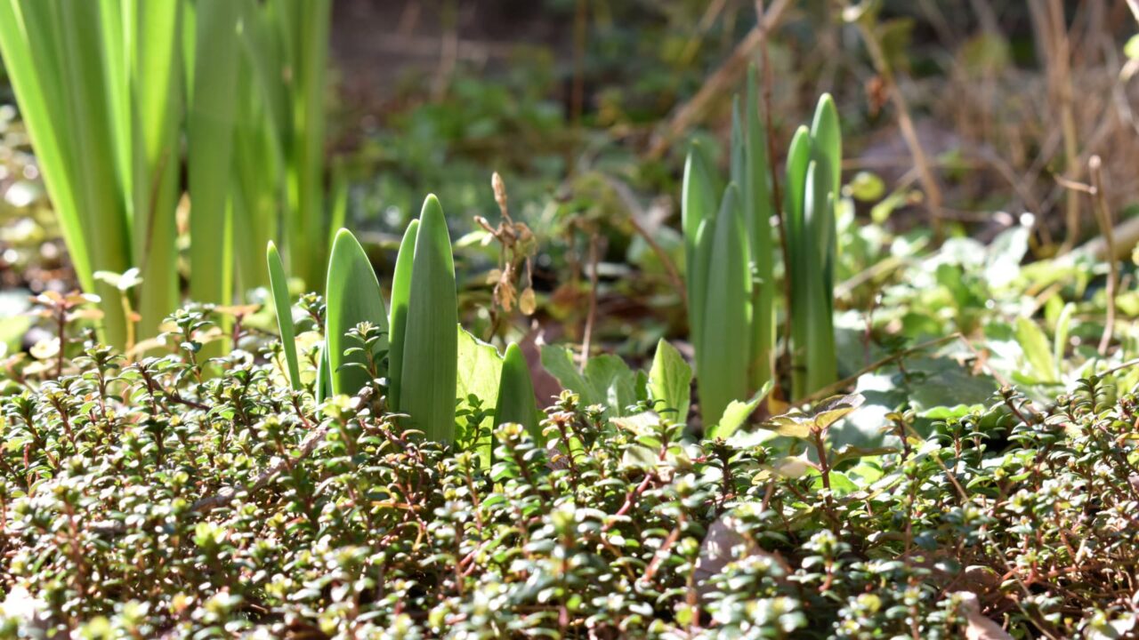 鈴蘭水仙萌出2020227