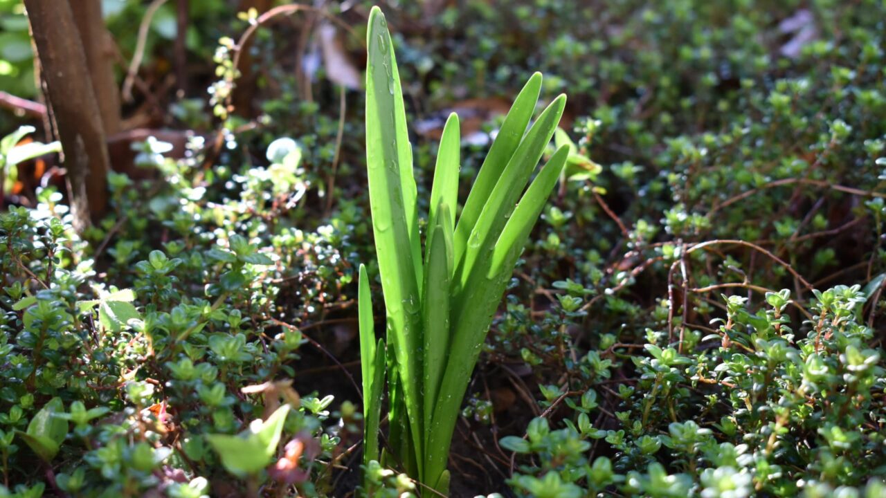 鈴蘭水仙の成長20200315