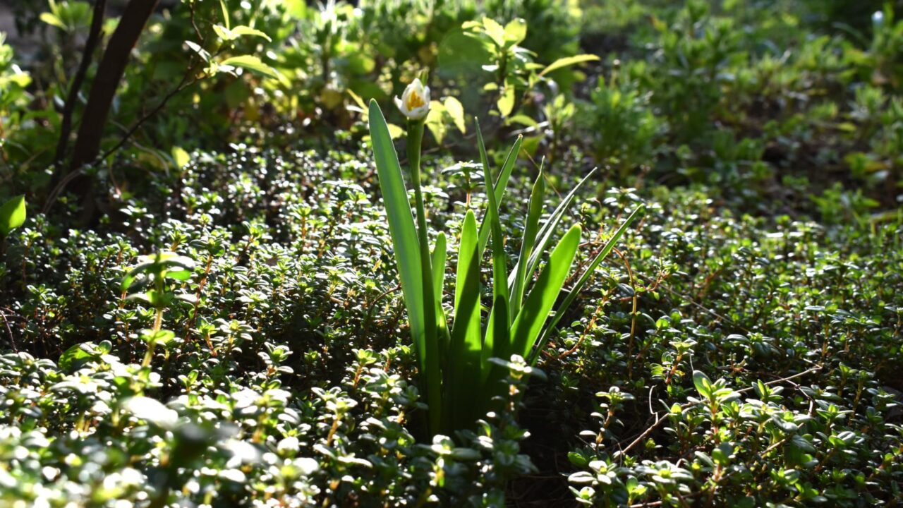 鈴蘭水仙初花20200321