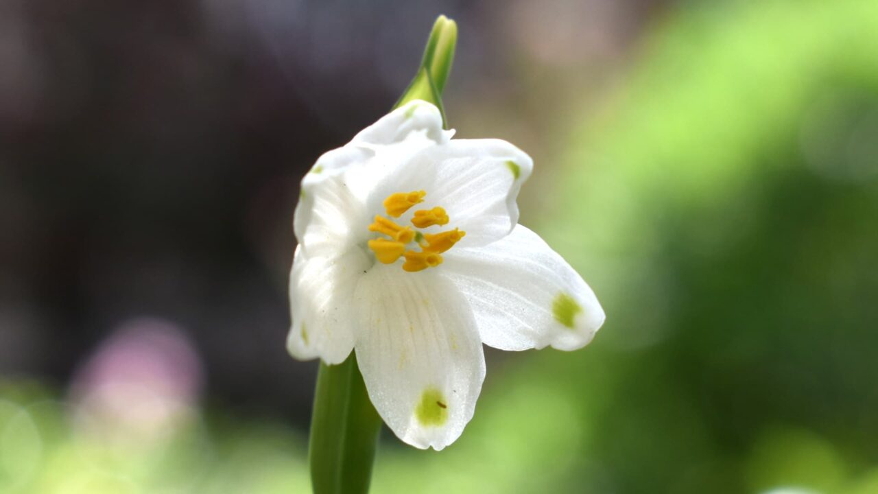 鈴蘭水仙の初花20200322-1