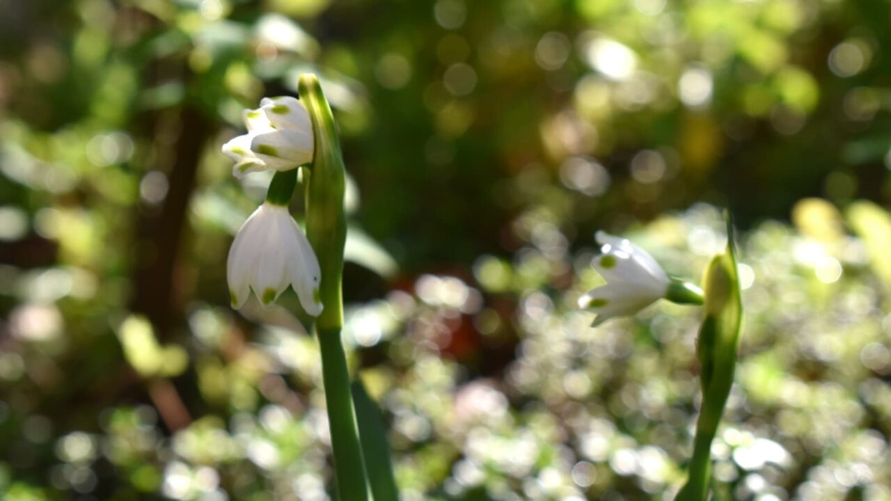 鈴蘭水仙3花20200324
