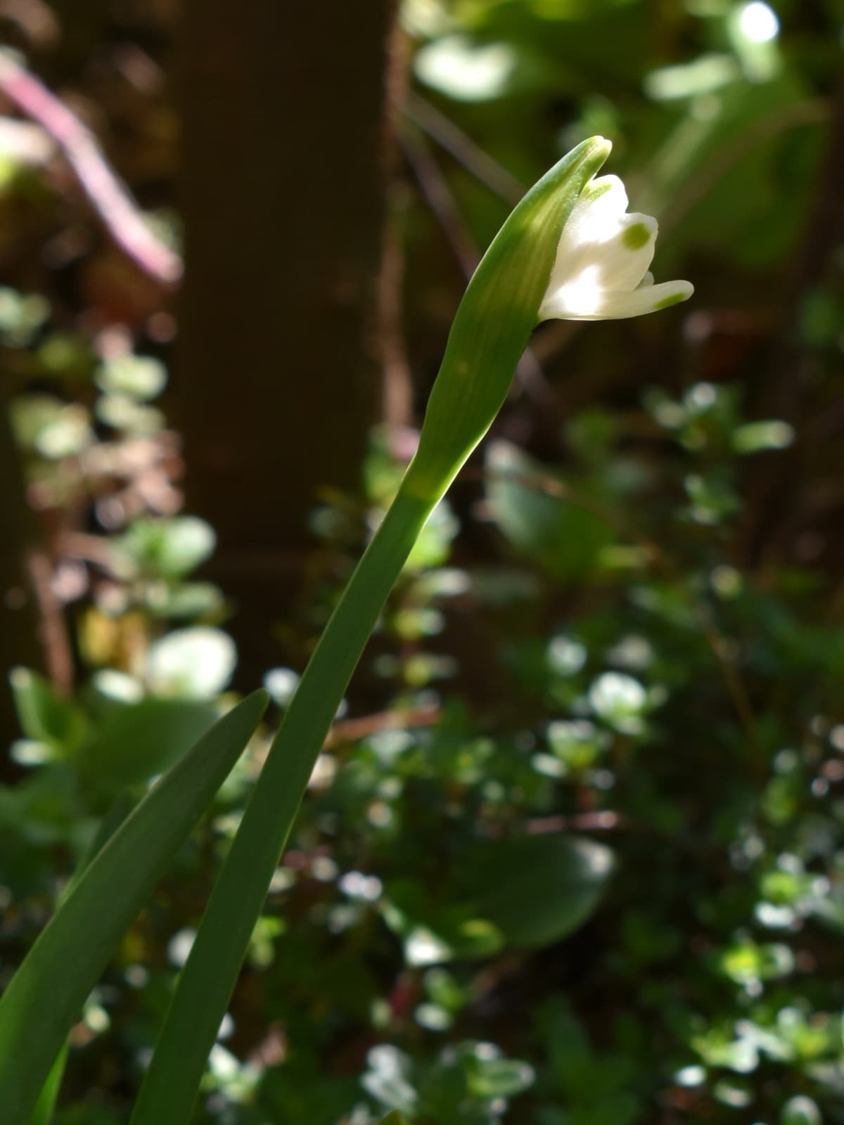 街灯のような鈴蘭水仙の花20200324-2