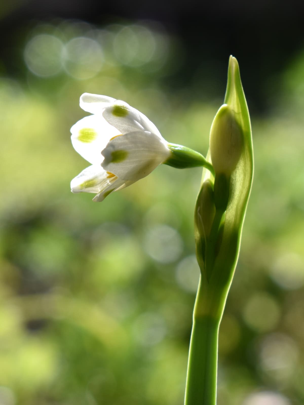 鈴蘭水仙光を放つ花20200324-3