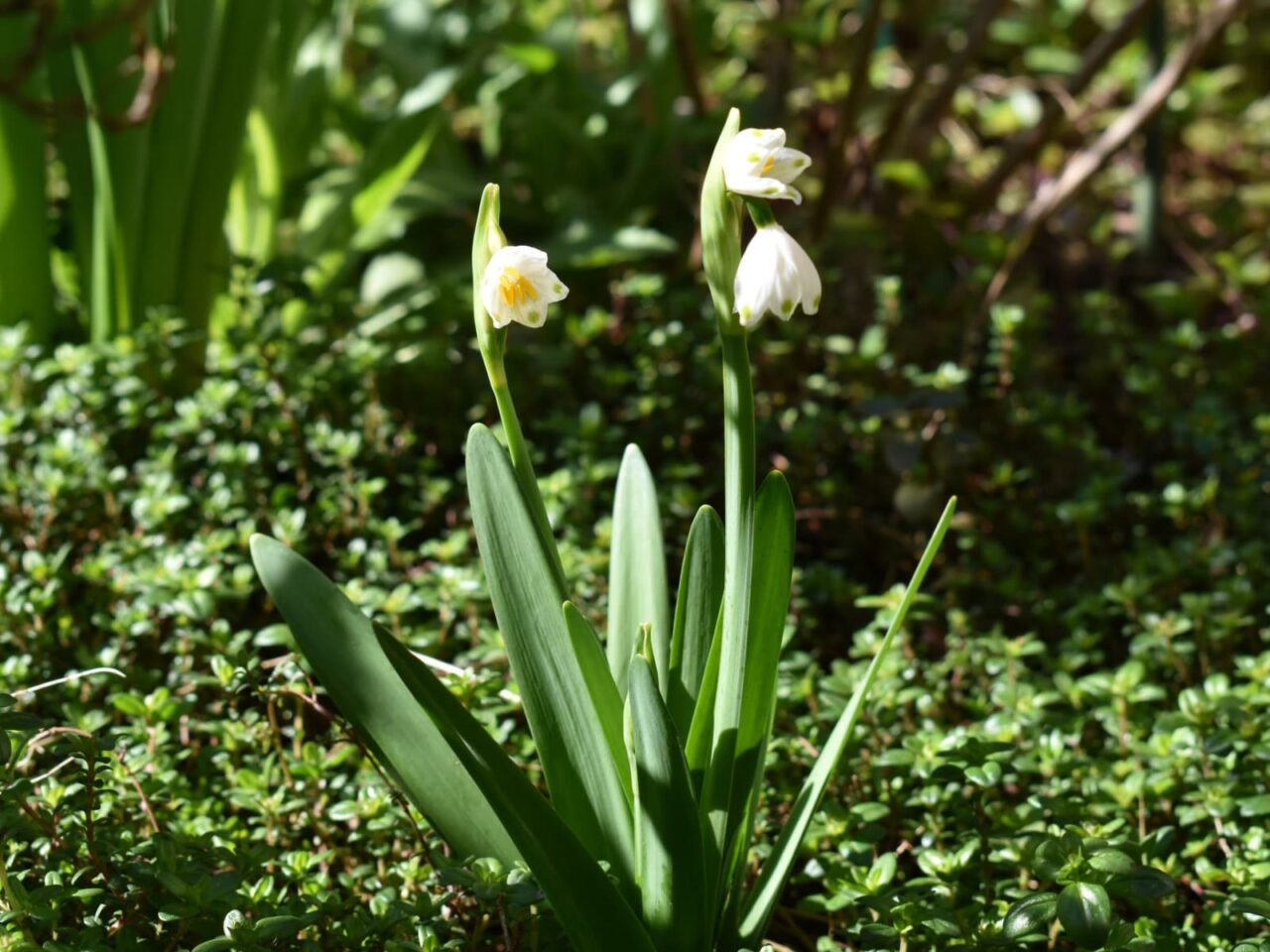 鈴蘭水仙立姿20200324-5
