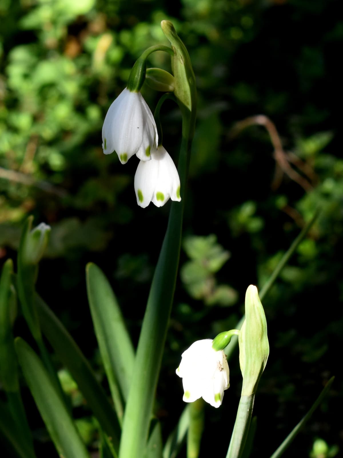 鈴蘭水仙枝垂れ花20200325-2