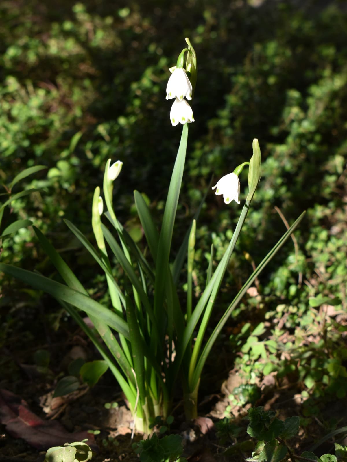 鈴蘭水仙の立ち姿20200325