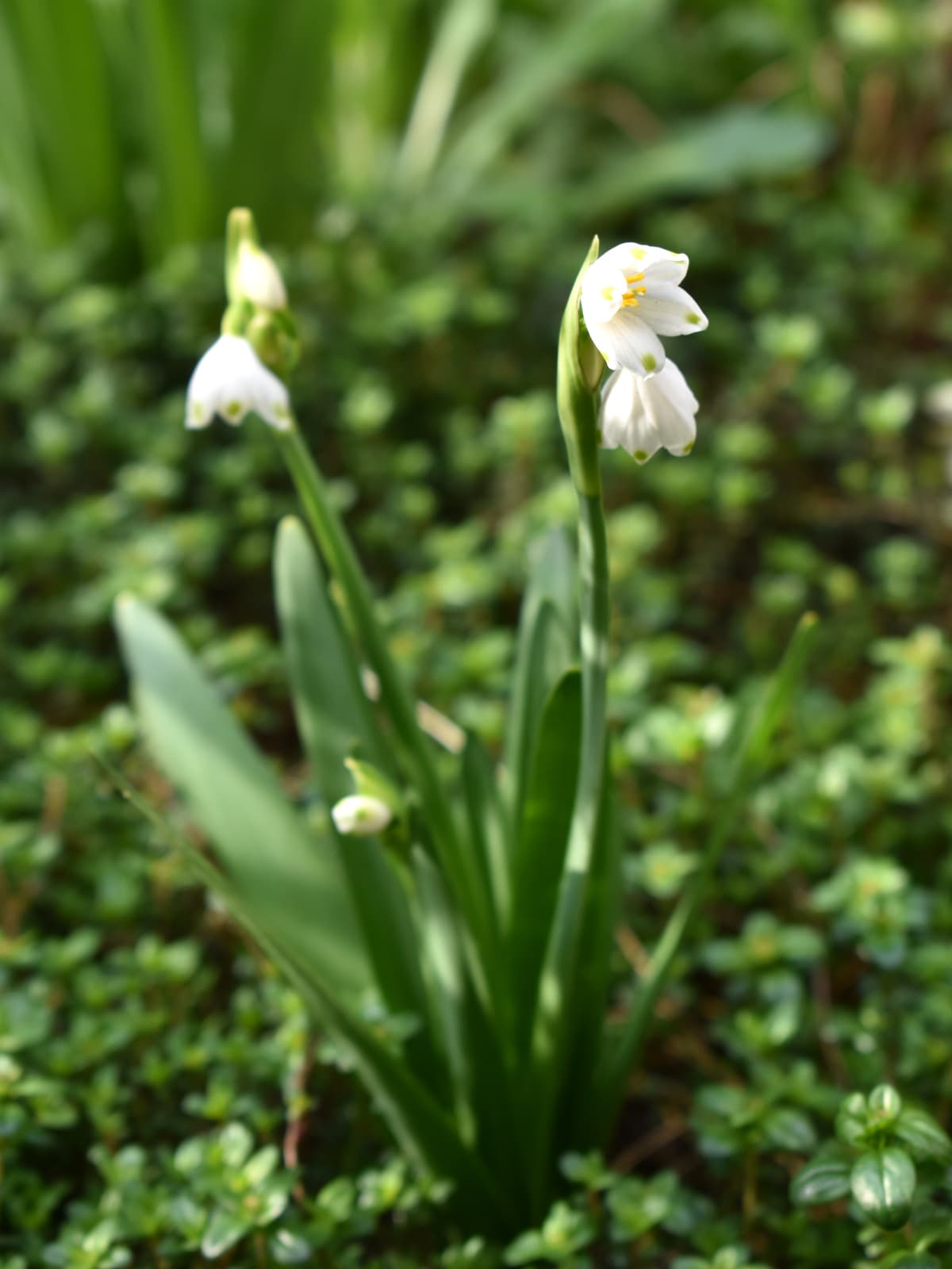 鈴蘭水仙の立ち姿20200327-1