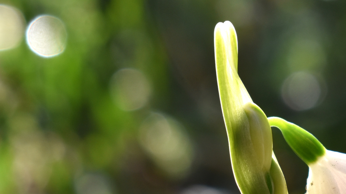 鈴蘭水仙とオーブ202003-1