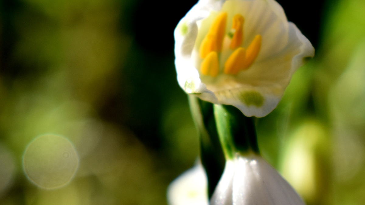 鈴蘭水仙とオーブ202003-2