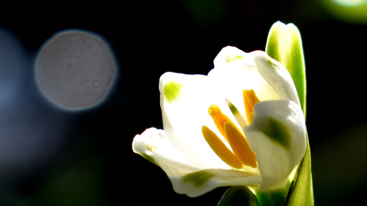 鈴蘭水仙とオーブ202003-3