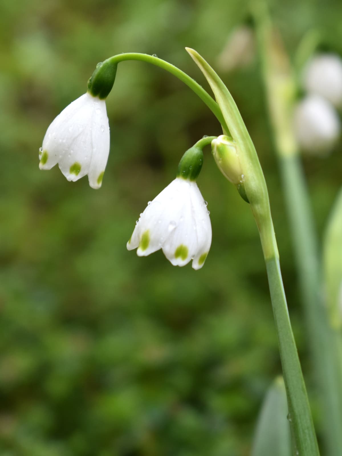 鈴蘭水仙のたおやかな花柄のカーブ20200404