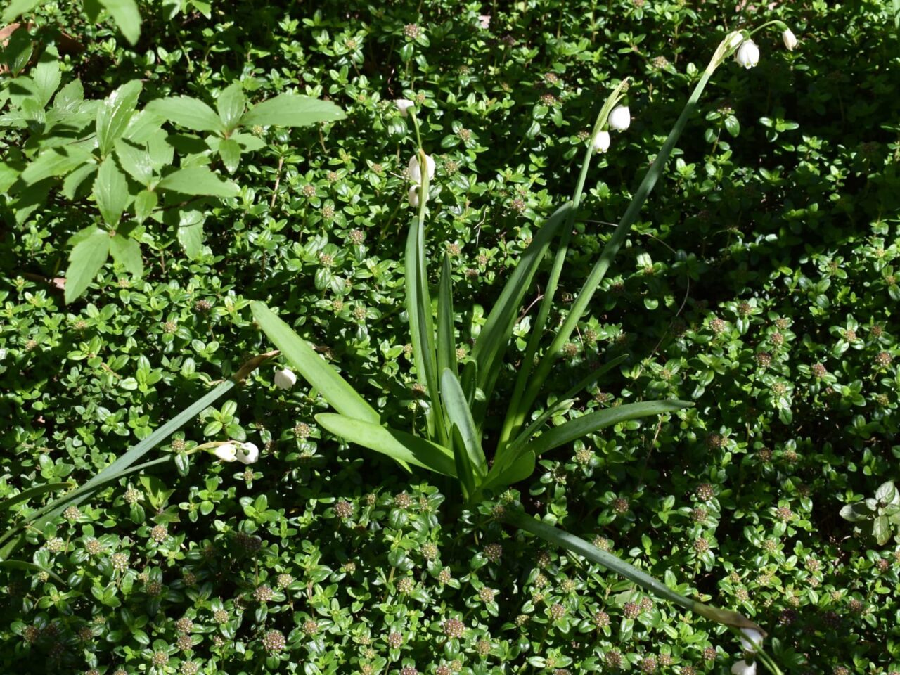 タイムの中の鈴蘭水仙20200406