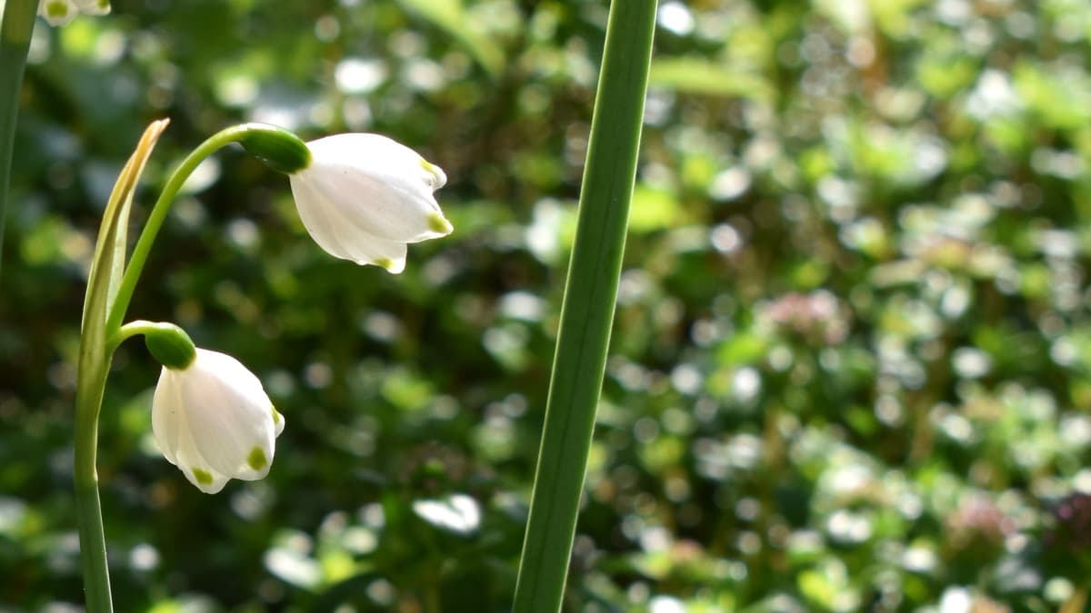 光るタイムの中の鈴蘭水仙20200408（キャッチ画像）