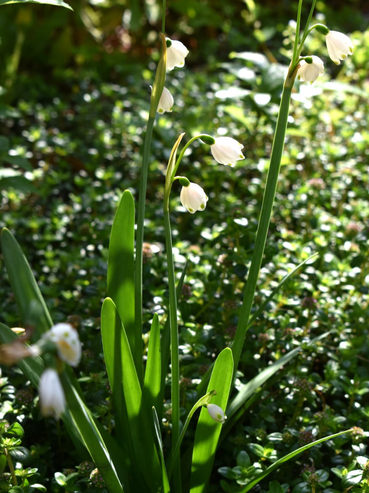 光るタイムの中の鈴蘭水仙全容20200408