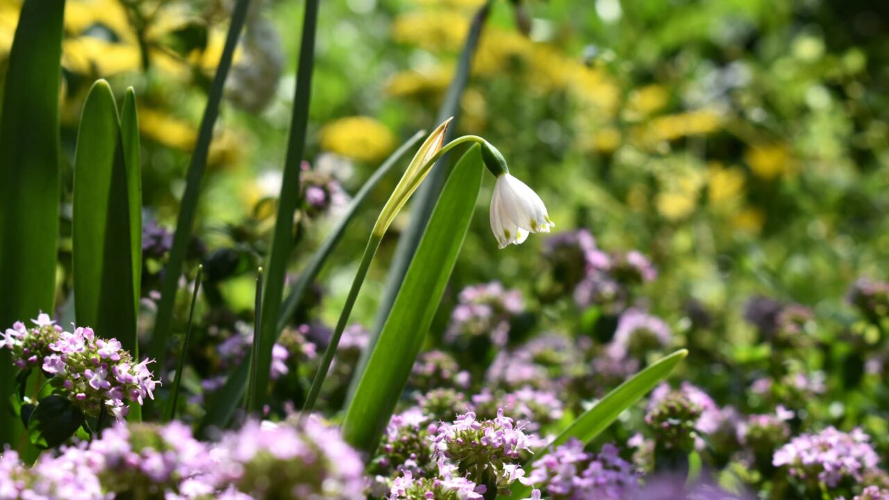 タイムに囲まれた鈴蘭水仙20200417(キャッチ画像)