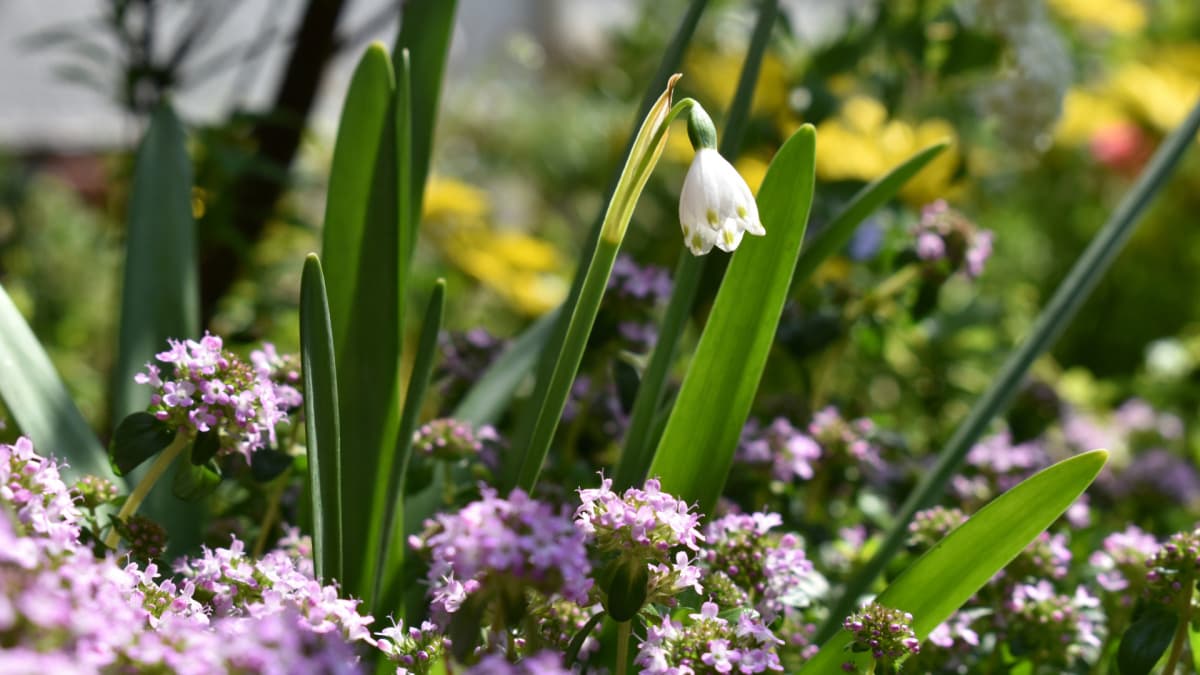 タイムに囲まれた鈴蘭水仙20200417