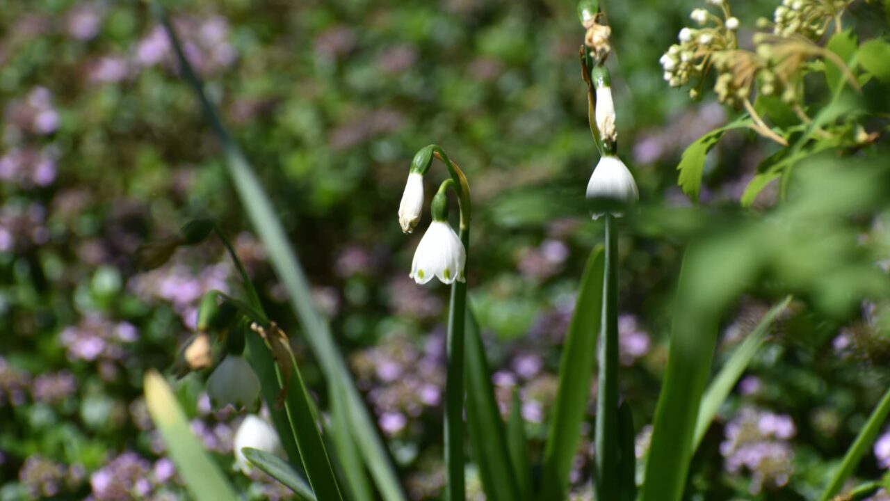 タイムを望む鈴蘭水仙20200417-3
