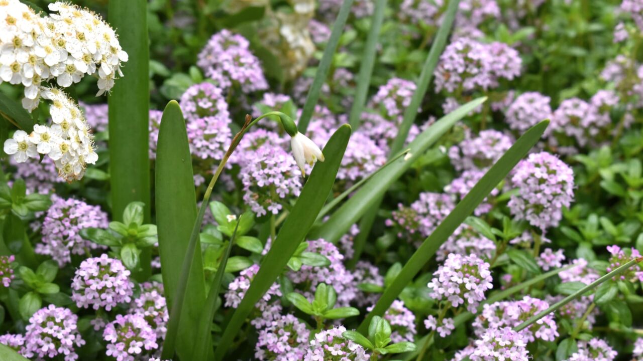 コデマリとタイムに囲まれた鈴蘭水仙20200430