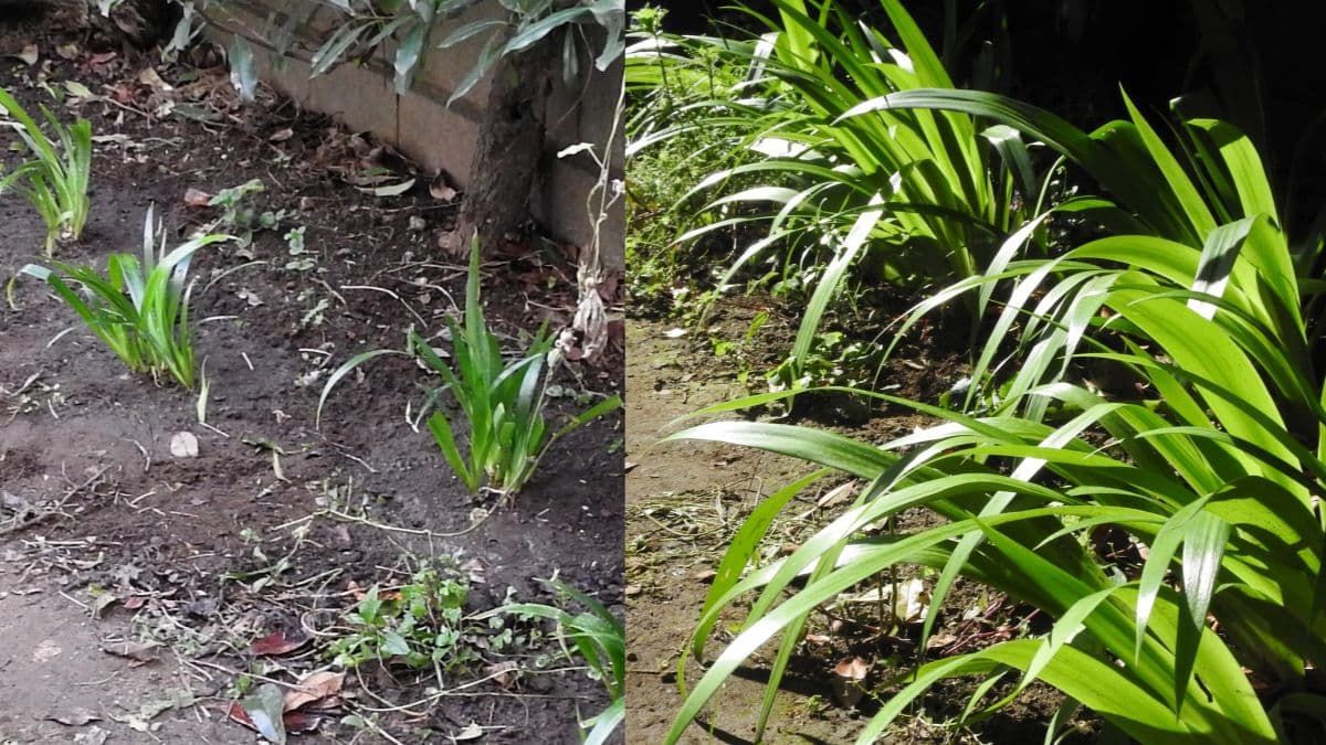 シャガ半年で成長繁茂