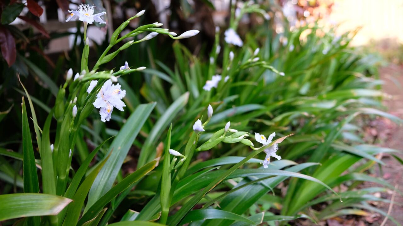 シャガの花咲き始め20190405