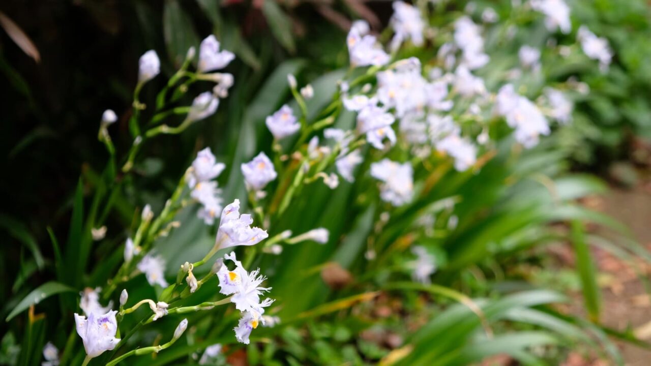 シャガの花盛り20190424