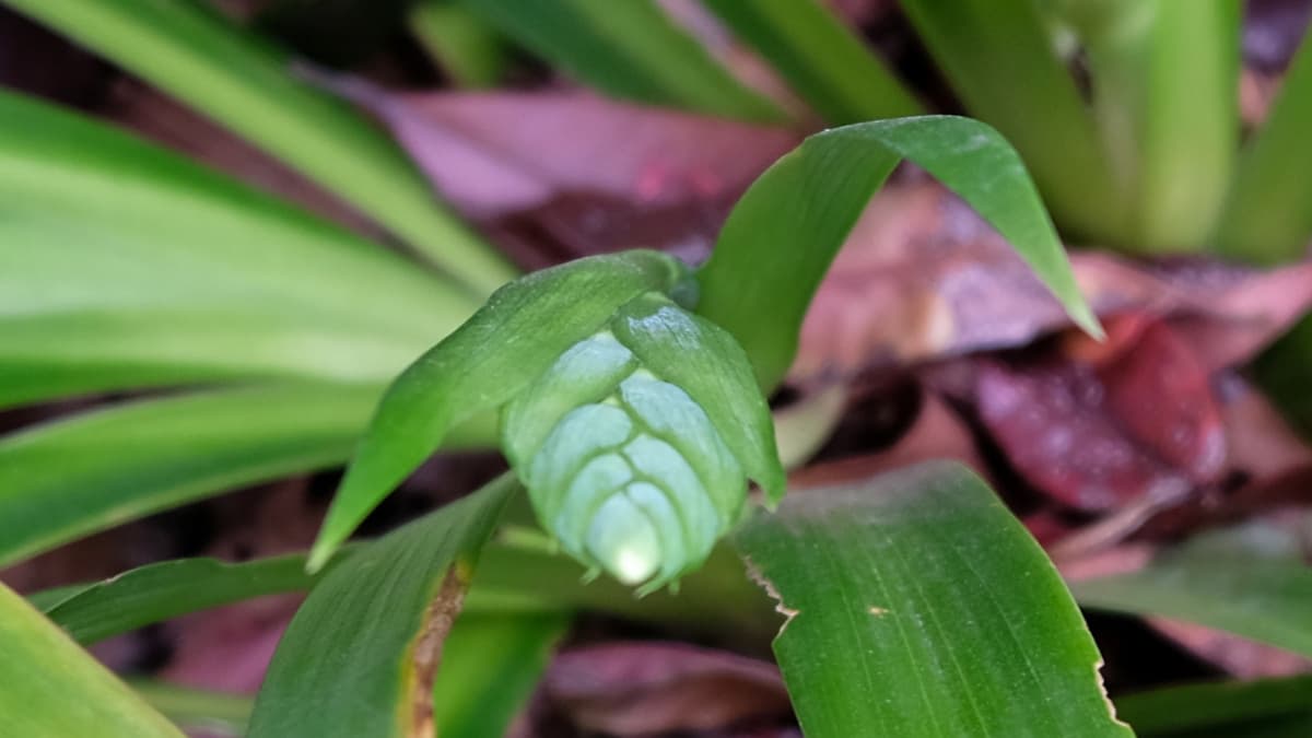 シャガの花芽20190328（キャッチ画像）