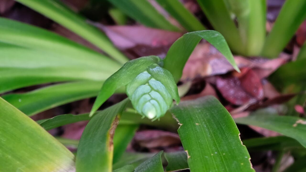 シャガの花芽鞘の中20190328-2