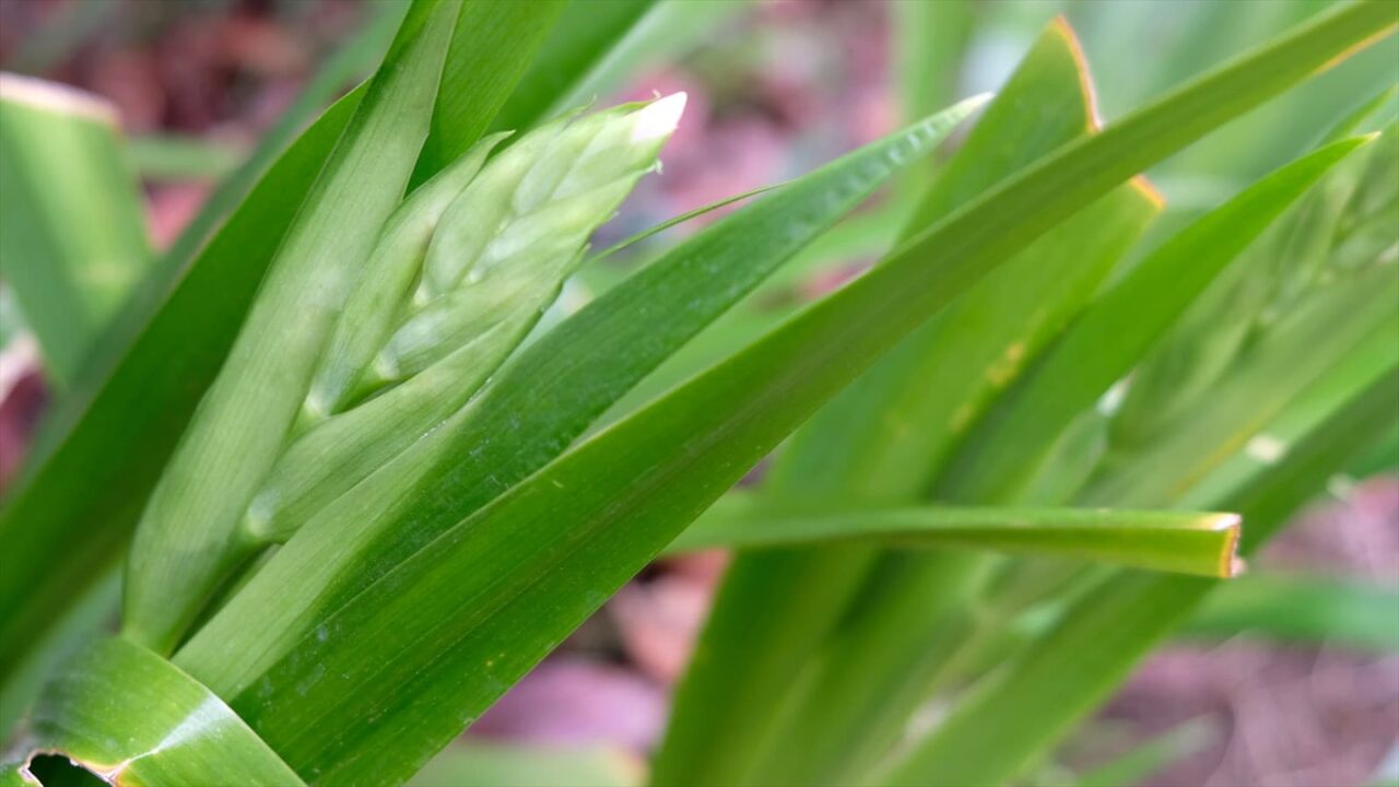 シャガの花芽鞘の中20190328-3