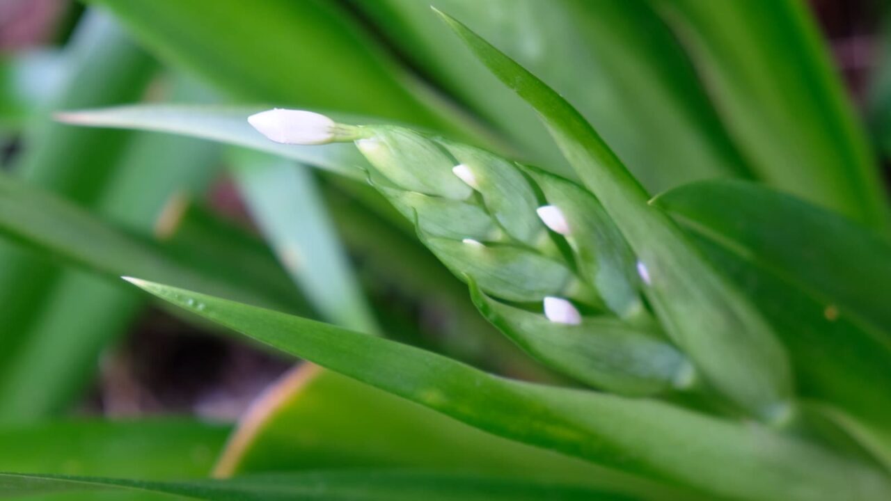 シャガの花芽20190328-4