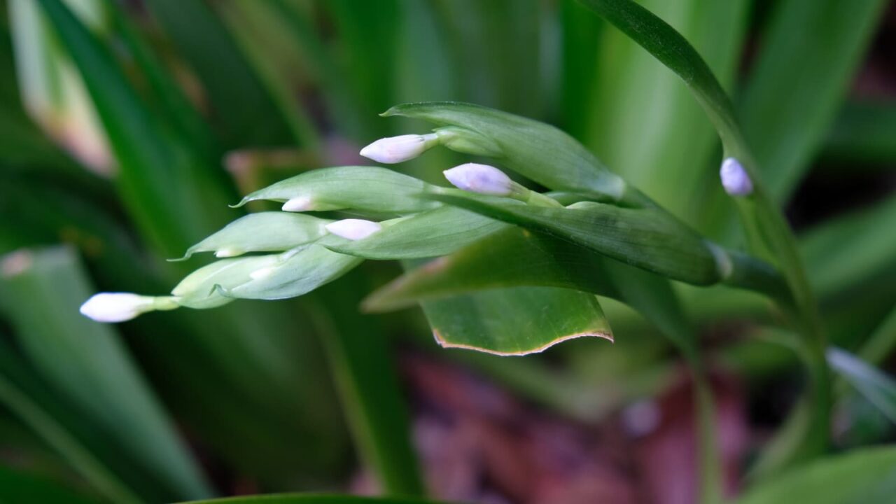 シャガの花芽20190328-5