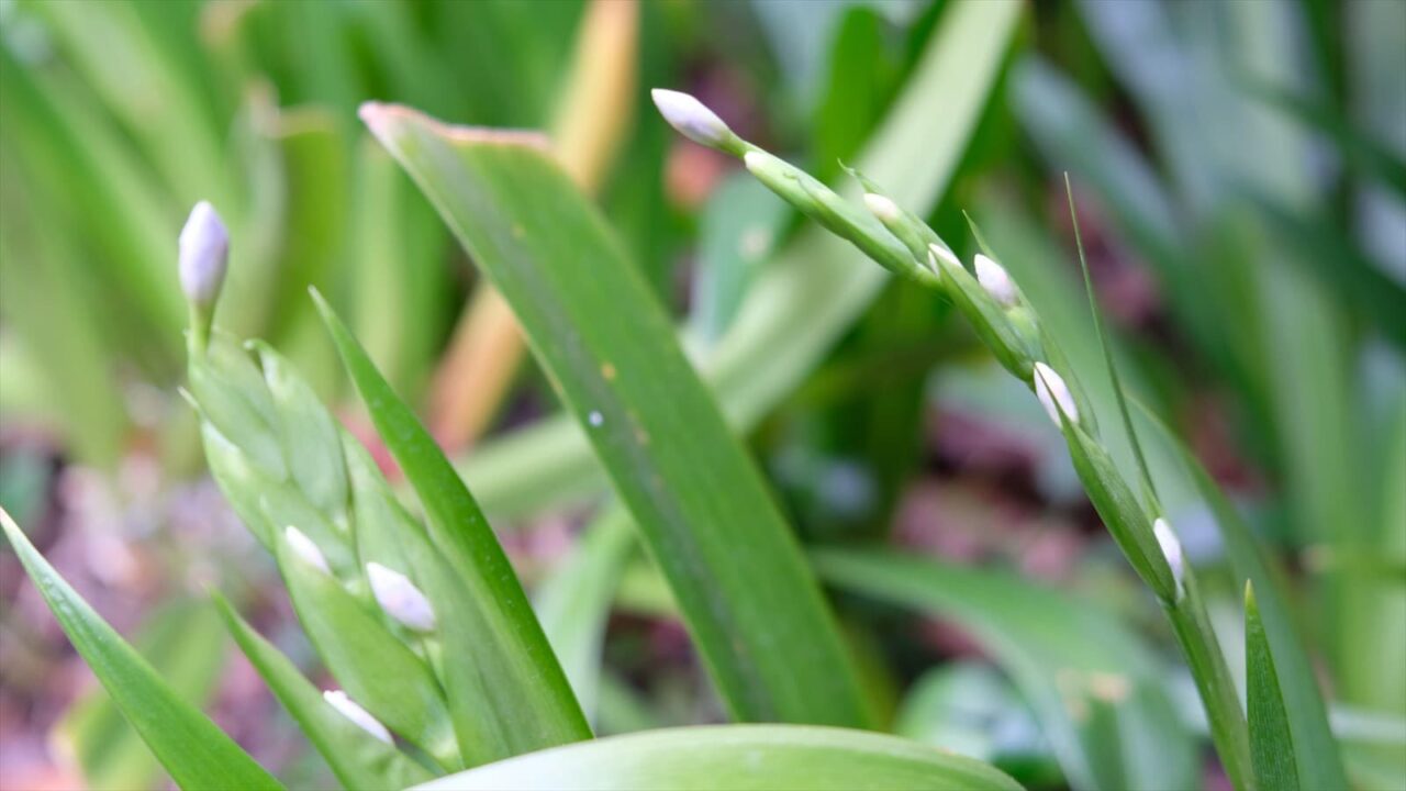シャガの花芽20190328-6