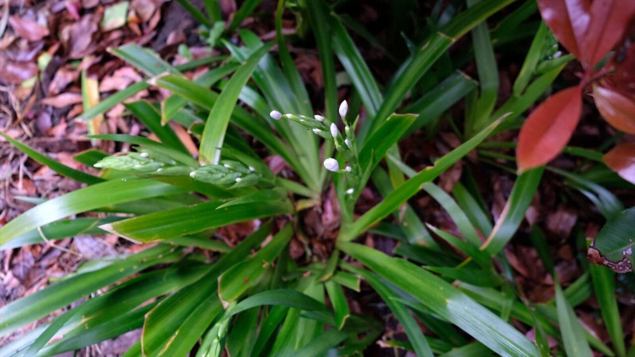 シャガの蕾出る20190331-1