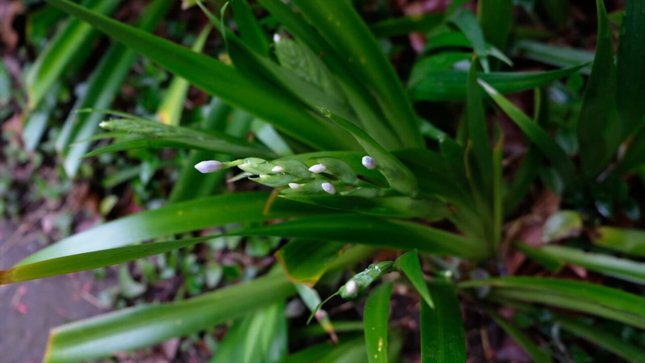 シャガの蕾出る20190331-2