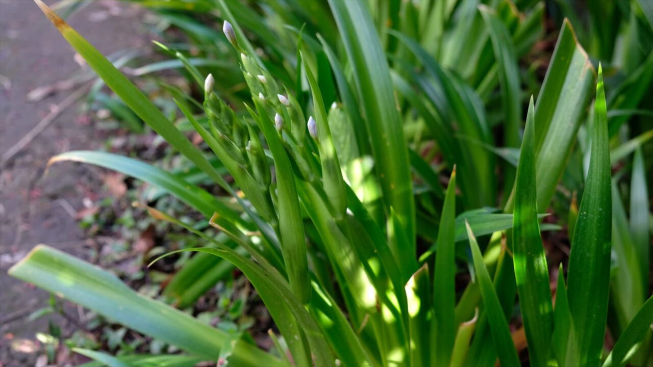 シャガの蕾立つ20190331-4