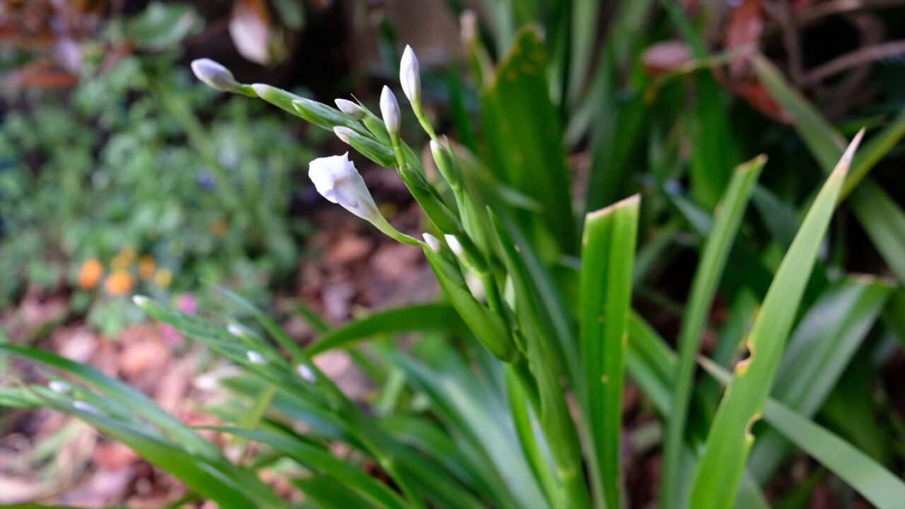 シャガの蕾膨らむ20190331-5