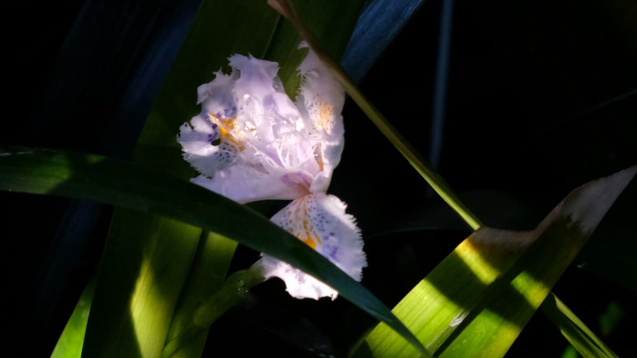 シャガ開花中201904-1