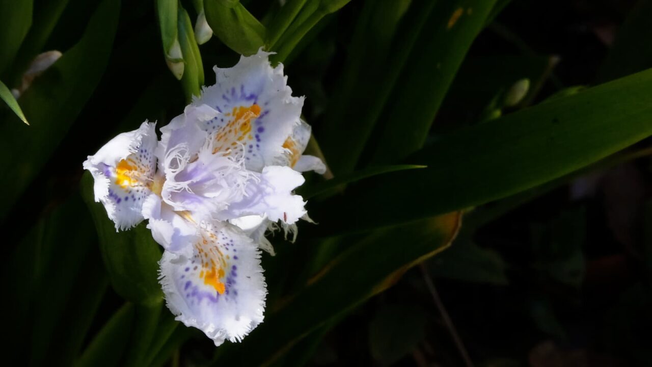 シャガ開花中201904-2