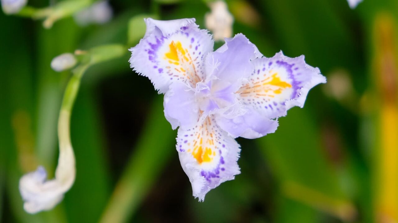 シャガ開花中201904-3
