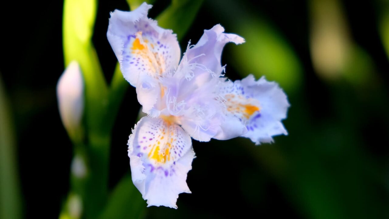 シャガ開花中201904-4