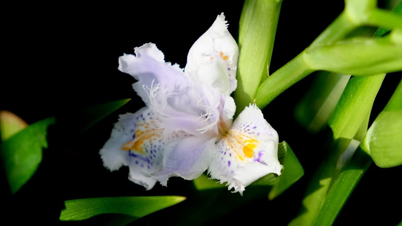 シャガ開花中201904-5