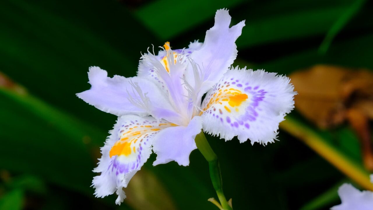 シャガ全き開花201904-6