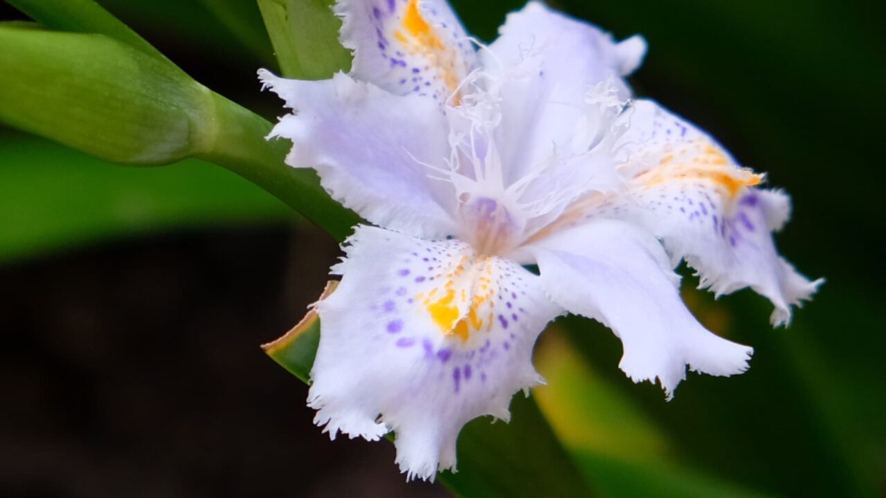 シャガ反り返る花弁201904-7