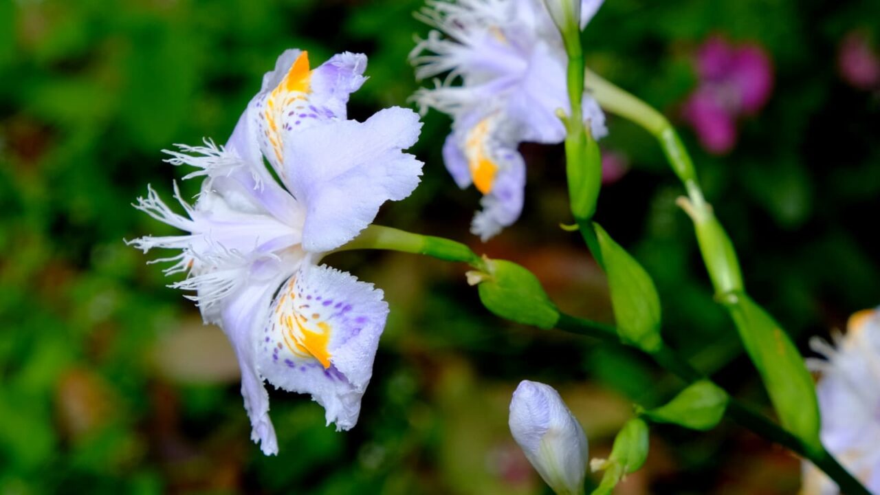 シャガ雄蕊の奔流201904-1