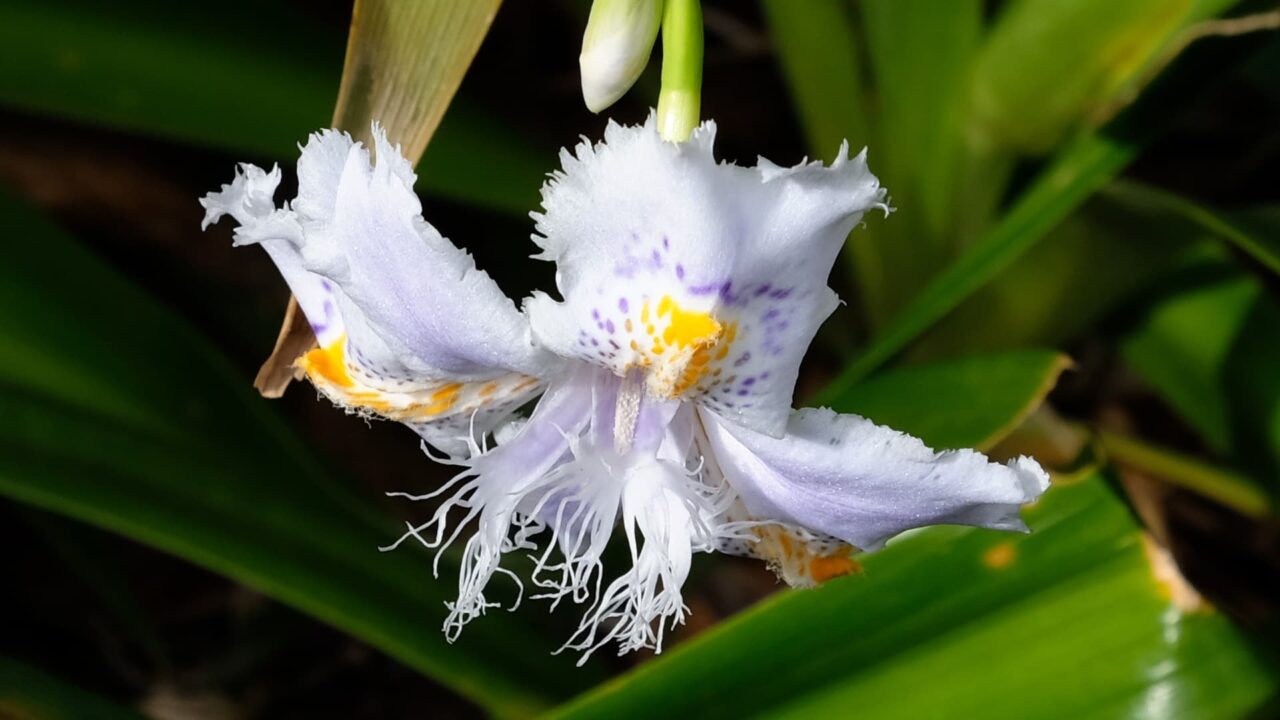 シャガ雄蕊の奔流201904-3
