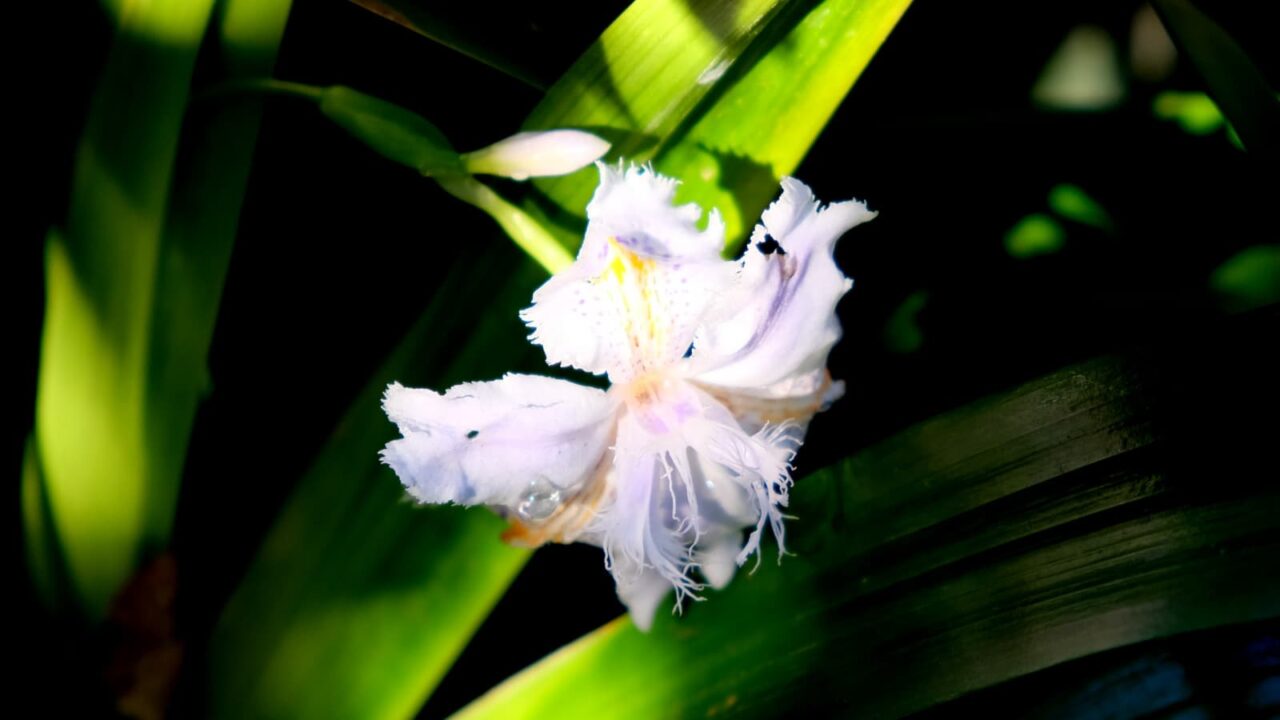 光るシャガ雄蕊の奔流201904-4